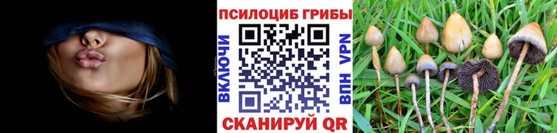 Псилоцибиновые грибы мицелий  Купино 